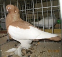 180909209.srocz.pol.n09.jpg