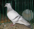 18092195.turga.macz.n09.jpg