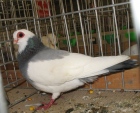 180945210.praski.n09.jpg