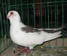 182233109.flemen.n09.jpg