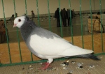 182247114.wywr.kosz.n09.jpg