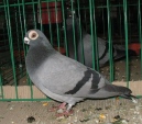 182450111.brod.pol.n09.jpg