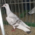 18315894.per.jarz.kie09.jpg
