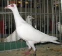 18342798.stral.kie09.jpg