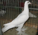 183610101.dol.b.lap.kie09.jpg