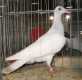 183804103.mas.kut.kie09.jpg