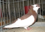 183841104.felek.kie09.jpg