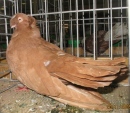 18384359.bielo.2cz.n09.jpg