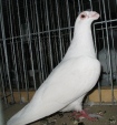 185543142.drag.p10.jpg