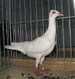190423149.stral.p10.jpg