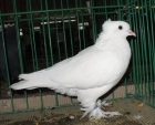 190517123.murin.n09.jpg