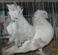 191326156.paw.ind.p10.jpg