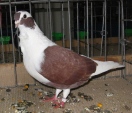 20205082.mew.barba.n09.jpg