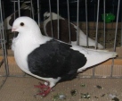 20222184.mew.lutys.n09.jpg