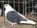 20225685.mew.bulg.n09.jpg
