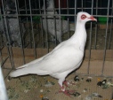 20275688.stral.n09.jpg
