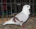 20283489.mew.st-niem.n09.jpg