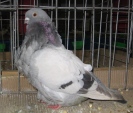 20290990.mew.chin.n09.jpg