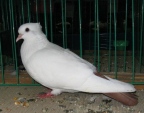 20303992.wigg.barw-og.n09.jpg
