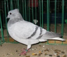 20312493.tur.b-og.n09.jpg