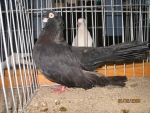 21040558.akker.jpg