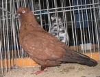 210520107.ang.sreddz.jpg