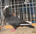 21105366.mookke.jpg
