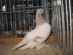 21173894.berl.kr.jpg