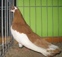 21205165.wsteg.rzew.jpg