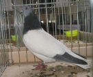 212339247.w-wa.buda.jpg