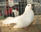 213014253.w-wa.kriuk.jpg
