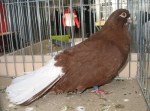 213341242.w-wa.orlik.bial.jpg