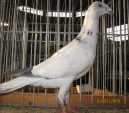 213530174.wroc.lodz.pst.jpg