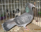 214727261.w-wa.sok.gdan.jpg