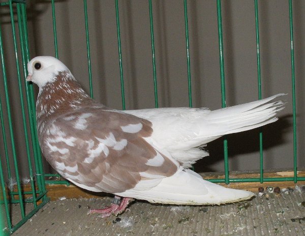 17331772.keszke.lot.n09.jpg
