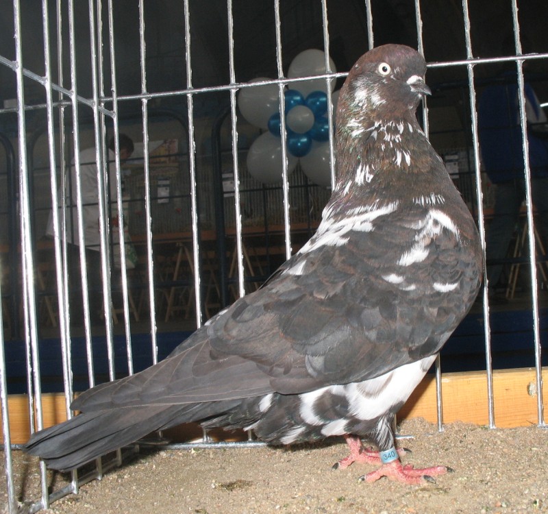 211954106.tipl.ang.jpg