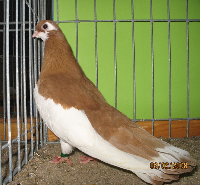 21205165.wsteg.rzew.jpg
