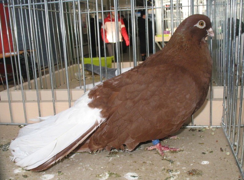 213341242.w-wa.orlik.bial.jpg