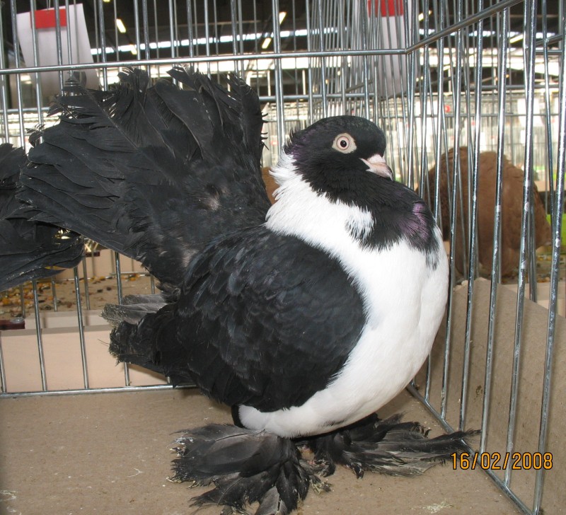 214009243.w-wa.rost.bia-pier.jpg