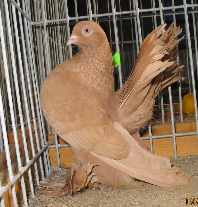 214149104.rost.zolty.jpg