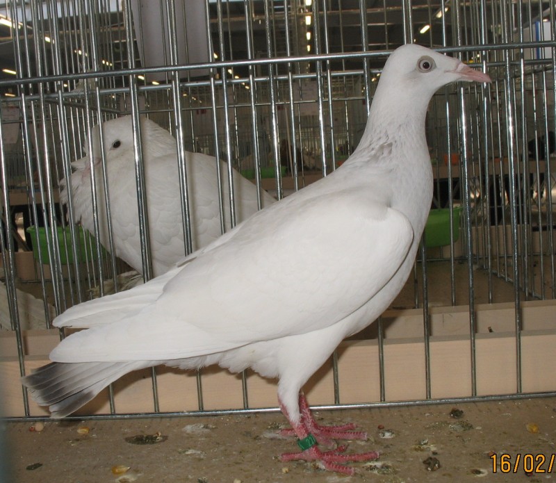 21513047.w-wa.perlowy.jpg