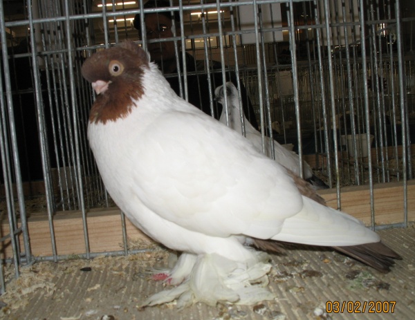 232404195.barw.krol.jpg